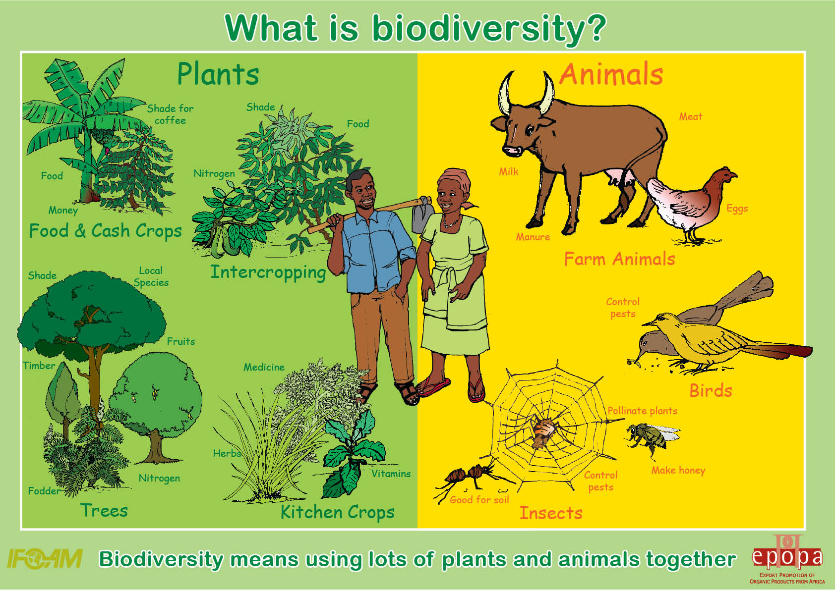 What is biodiversity | SIMCenter