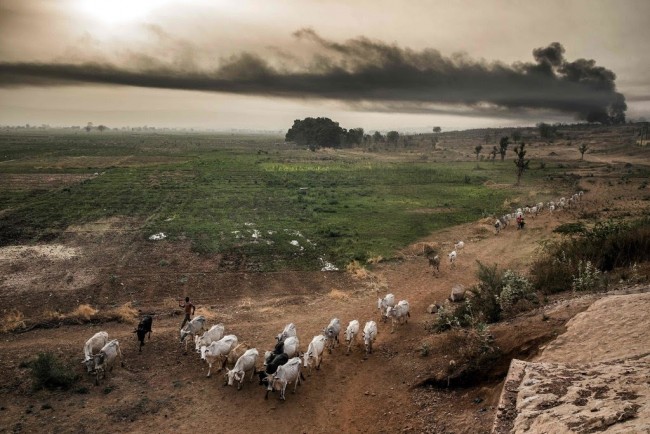 Cattle grazing Sokoto