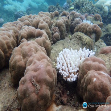 Global warming - coral reef - fish habitat - ocean