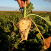 French farmer holding beet