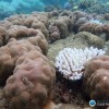 Global warming - coral reef - fish habitat - ocean